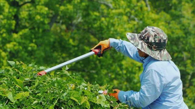 Skillful Latin American gardener pruning tree branches. Garden care