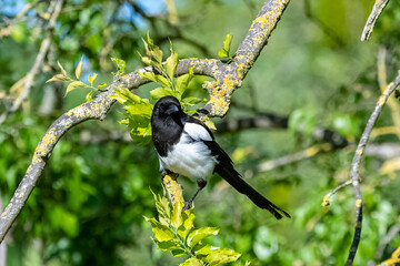 An eurasian Magpie, Pica pica, beautiful bird