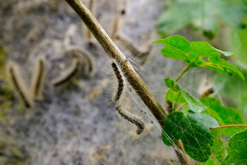 Eichenprozessionsspinner in ihrem Nest an einer Eiche