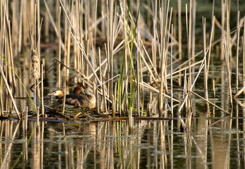 Two the great crested grebe (Podiceps cristatus) on the nest