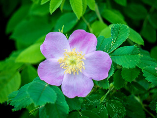 Flower of dog-rose Rosa canina growing in nature. color