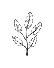 Hand drawn branch with leaves isolated on white background. Vector illustration in sketch style