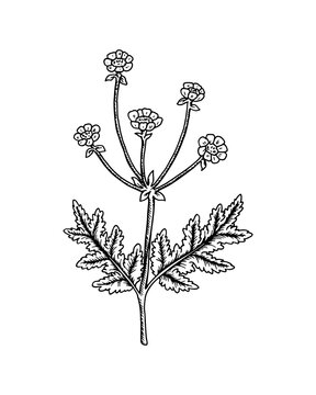 black and white botanical drawing clip art preview