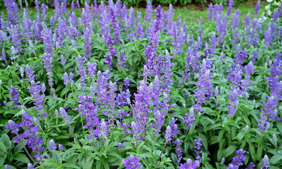 Obraz premium Beautiful Lavender Flowers Blooming in the Field