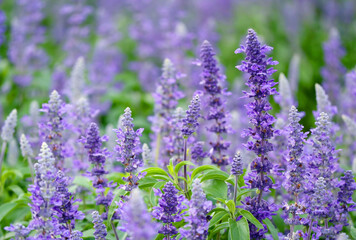 Obraz premium Closeup of Gorgeous Lavender Flowers Blooming in the Field