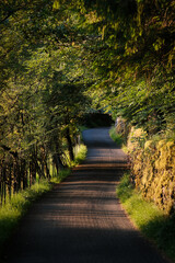 Bog Lane - A Winding Country Lane in the Lake District, Cumbria, UK.
