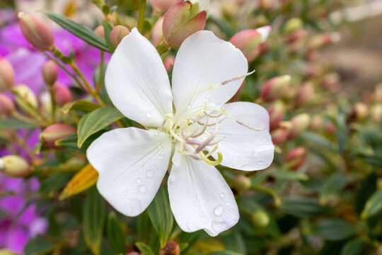 Flower of a macana from the saw in detail. It is widely used in residential and urban landscaping projects and is perfect for the potted garden or planted directly in the ground.