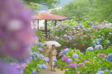 家族と下田のあじさい祭り