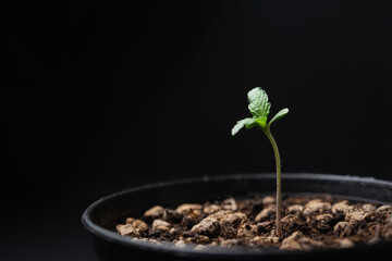 tree growing on soil with black background / baby plant begins new life, copy space for text.