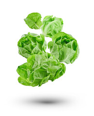 Lettuce leaf  on white background