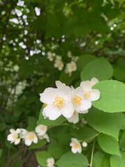 Fresh blooming jasmine on the green branches