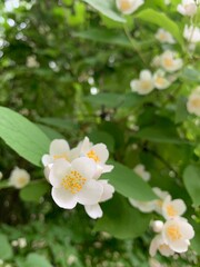 Fresh blooming jasmine on the green branches