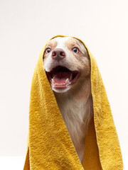 wet dog after shower. Border collie in a yellow towel. Pet wash, grooming