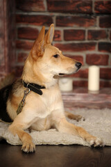 cute brown and black mongrel dog in studio