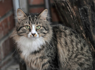 fluffy brown with stripes cat with big expressive eyes