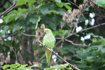 Green parrot in the park