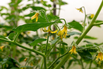 Yellow flowers of tomatoes (Lycopersicon esculentum) on a branch of a bush in a greenhouse