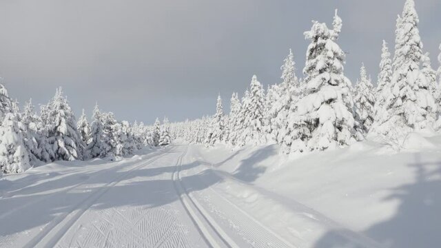 A cross-country skiing trail in a snow-covered winter landscape with trees