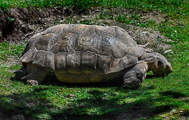 Naklejka premium African spurred tortoise eats grass on the lawn. Latin name - Geochelone sulcata 