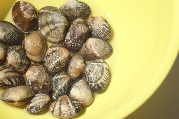 黄色いボウルの中の日本の新鮮なアサリ
