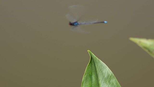 Dragonfly sitting on a leaf near a pond. Coenagrionidae in natural habitat.