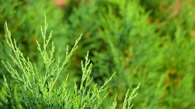 4K: twig with needles of evergreen conifers or juniper tree on bright summer day against background of blurred needles: a place for text, a background for gardening, an informational video for farm