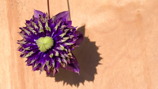 4K: An unusual double, multicolored flower with the scientific name "clematis" on a wooden background on a bright summer day: a place for text, purple and yellow flower colors, floristry