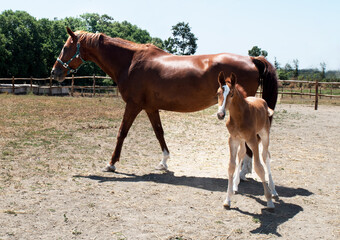Mare and Foal