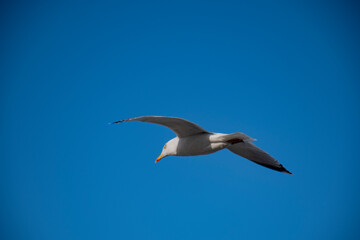 mouette 306