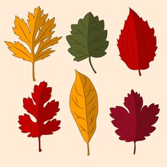 Set of colorful autumn leaves. Isolated. Vector