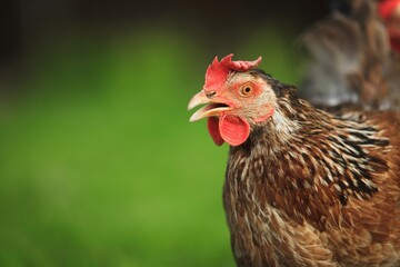 Chicken.