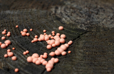 round pink toadstool mushrooms on an old rotten stump
