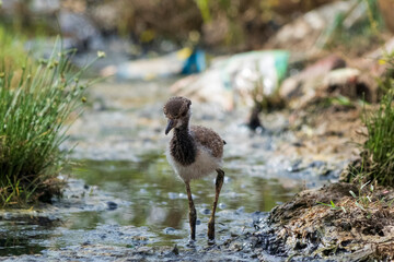Chick of Red-wattled Lapwing walking in the water.