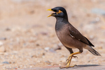 Common Myna (Acridotheres tristis tristis). Indian Common myna calling.