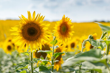 A close-up of a sunflower in the field