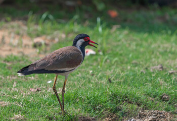 Red-wattled Lapwing (Vanellus Indicus) Jaipur, Rajasthan, India.