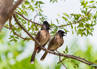 The red-vented bulbul (Pycnonotus cafer) male and female Perched on tree branch. red vented bulbul...