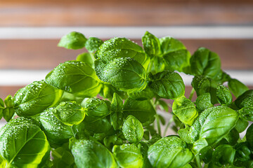 Organic fresh green basil is grown in a pot on the windowsill, home gardening. Growing healthy...