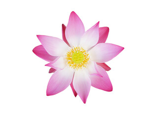 Close up blooming pink waterlily isolated on white background