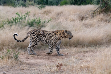Leopard Africa