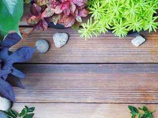 Top view of wood background with small plant