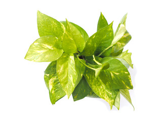 Obraz premium Top view of creeper plant Golden pothos isolated on white background.