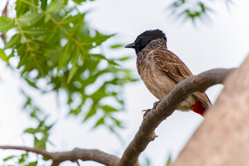 Red-vented Bulbul (Pycnonotus cafer) perching on tree branch.