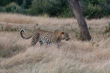 Leopard Africa