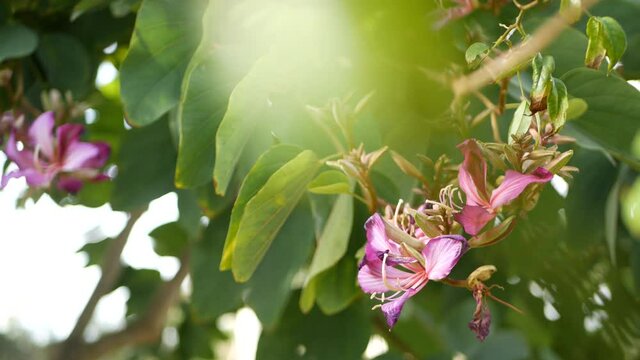 Purple bauhinia orchid tree flower blossom, California USA. Violet exotic tropical bloom, jungle rainforest atmosphere soft focus. Vivid dark magenta natural botanical floral delicate petals close up.