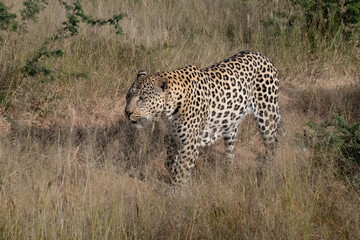 Leopard Africa