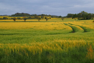 Road in the grain. Green-yellow grain after the rain.