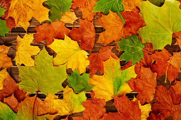 Naklejka na ściany i meble Red and orange background of autumn maple leaves and acorns. top view. a place for your text.