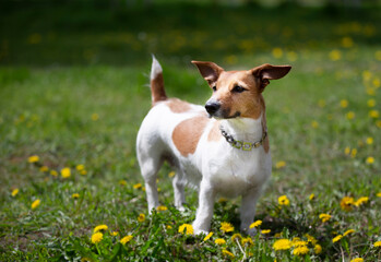 Funny dog jack russell breed plays on the summer lawn. Beautiful dog in nature.