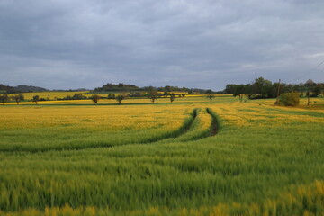Fototapeta na wymiar Road in the grain. Green-yellow grain after the rain.